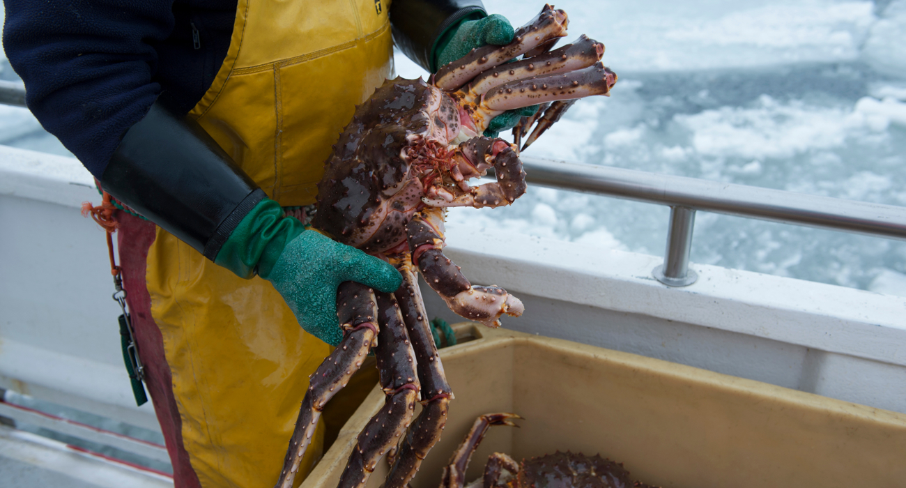 Kongekrabbe DSC 9809 Johan Wildhagen Norges Sjømatråd