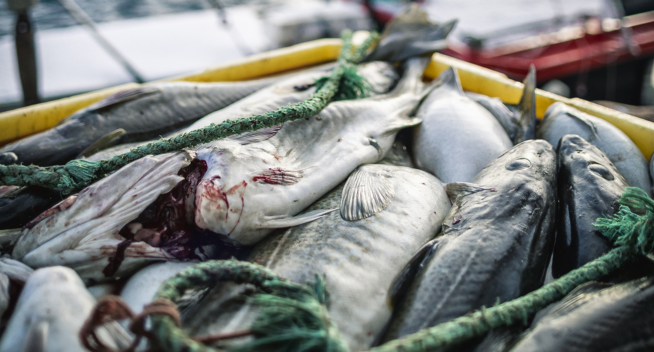 Torsk Istock 1170634078 Web