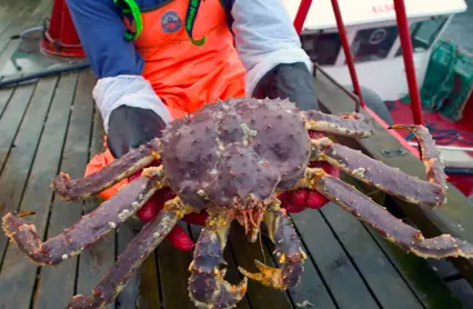 Kongekrabbe Norges Sjømatråd