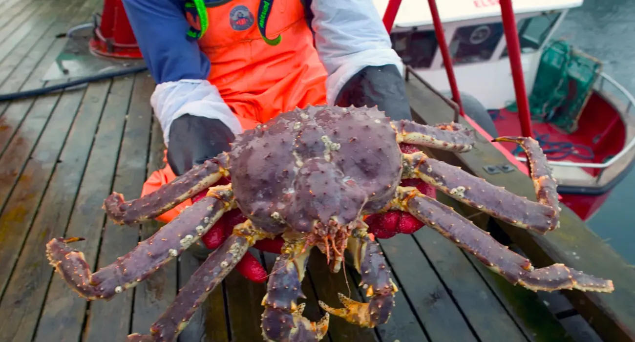 Kongekrabbe Norges Sjømatråd